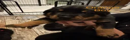 Rottweiler dogs for sale: Beautiful Rottweiler puppies  in Mablethorpe - Advert 4