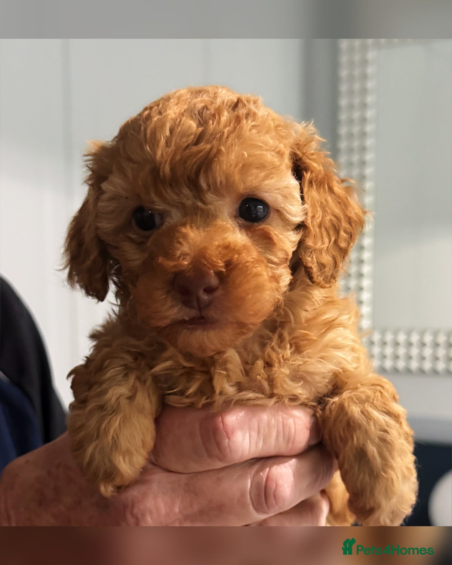 Toy Poodle dogs for sale: Exquisite small Toy Poodles  - Advert 1