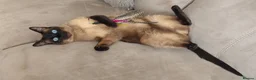 Siamese cats for sale: Seal point Siamese Girl Seeking Her Forever Home - Advert 3