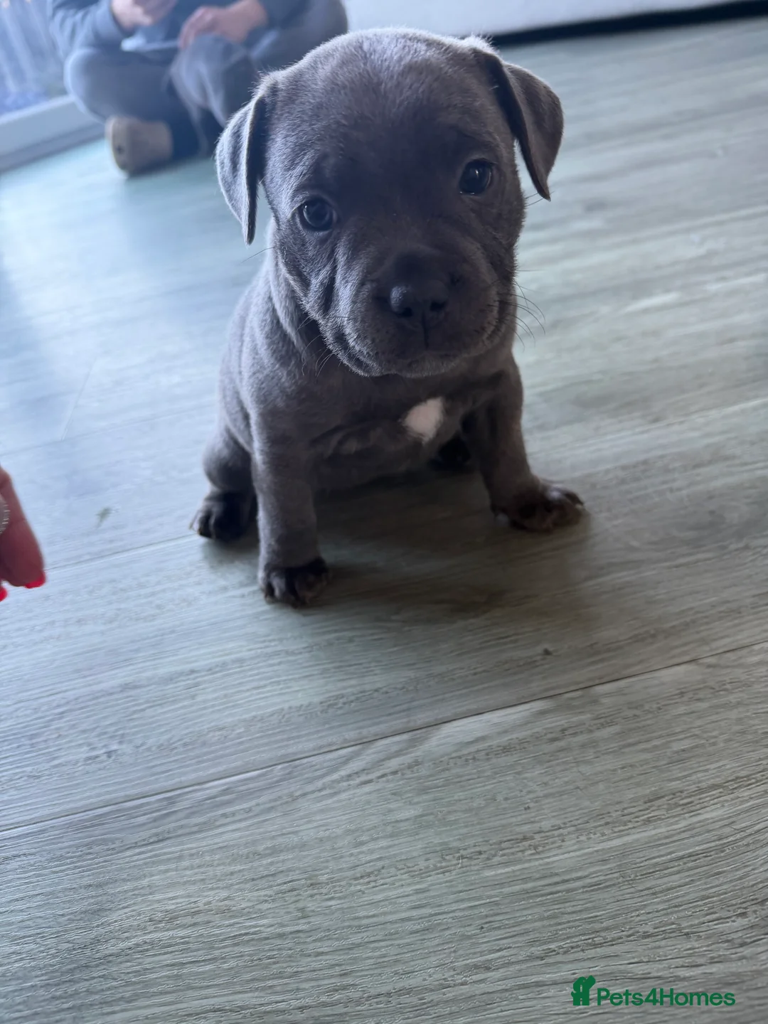 Staffordshire Bull Terrier dogs for sale: Amazing Staffordshire puppies - Advert 16