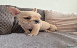 French Bulldog dogs for sale: Gorgeous French bulldog puppies Just 1 girl left!  - Advert 11