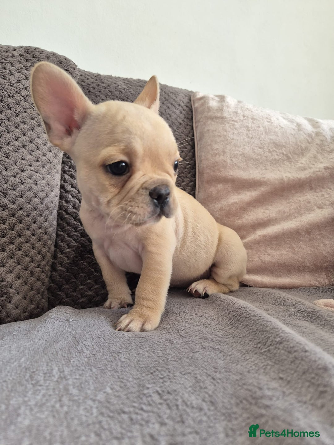 French Bulldog dogs for sale: Gorgeous French bulldog puppies Just 1 girl left!  - Advert 11