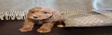 Cockapoo 4