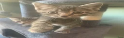 Mixed Breed cats for sale: Gorgeous Female kittens  - Advert 6