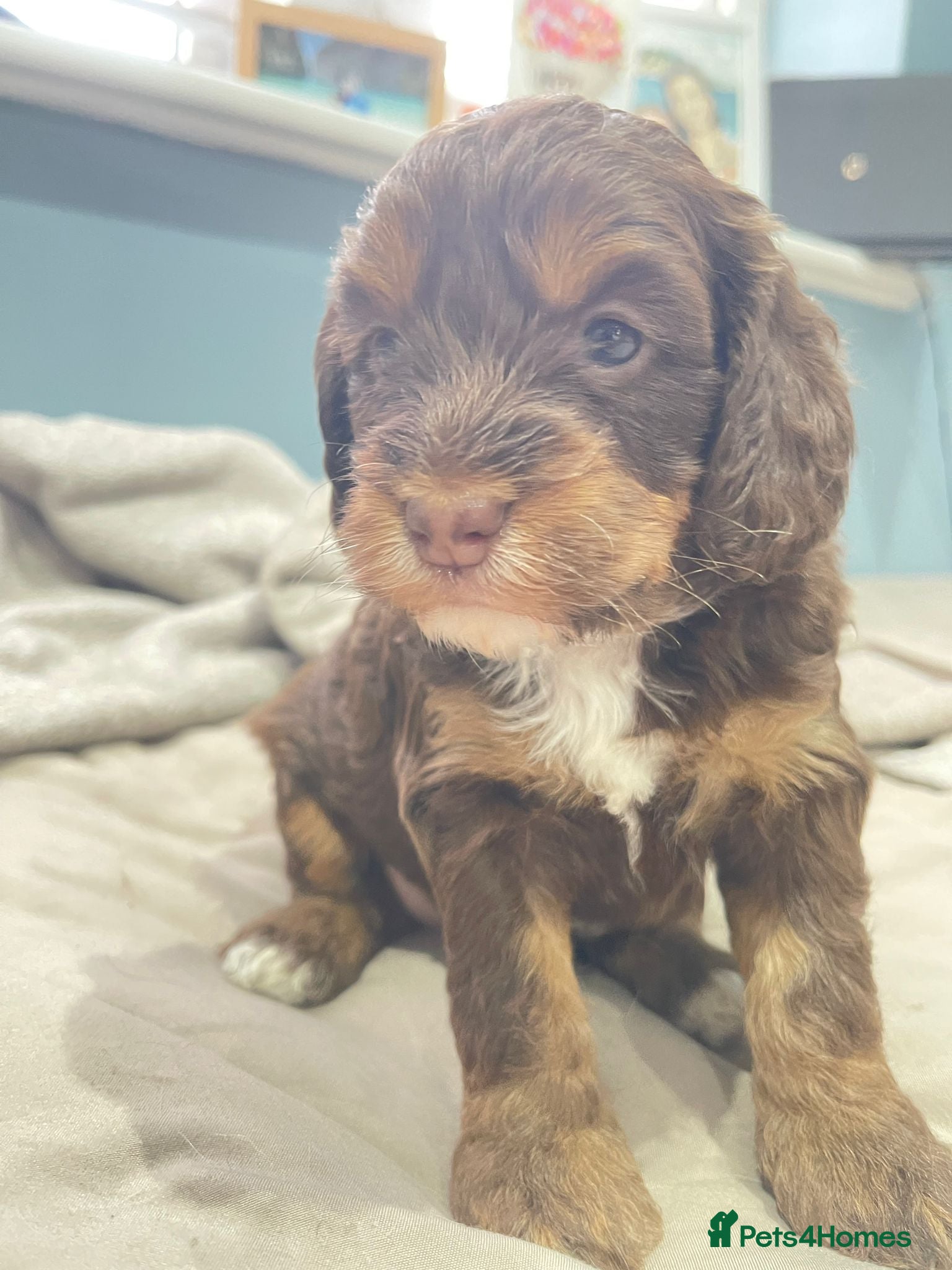 Mixed Breed dogs Sprockerpoo puppies - Advert 14