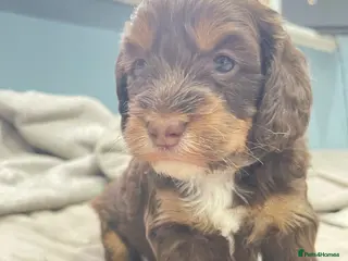 Mixed Breed dogs Sprockerpoo puppies - Advert 14