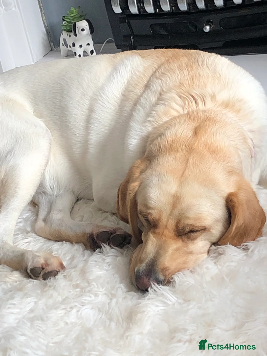 Labrador Retriever dogs for stud: Stud Labrador  - Advert 1