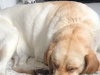 Labrador Retriever dogs Stud Labrador - Advert 5