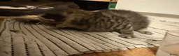 Domestic Shorthair cats for sale: Kittens for sale  - Advert 9