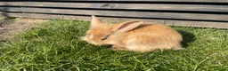Mixed Breed rabbits for sale: Child friendly Mixed breed rabbits  - Advert 20
