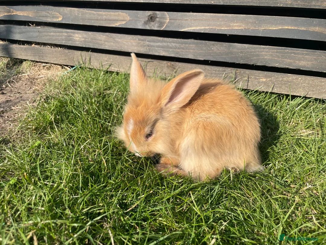 Mixed Breed rabbits for sale: Child friendly Mixed breed rabbits  - Advert 20
