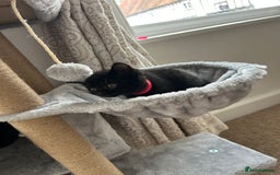 Mixed Breed cats for sale: Kitten British blue x pure black Tom cat - Image 3