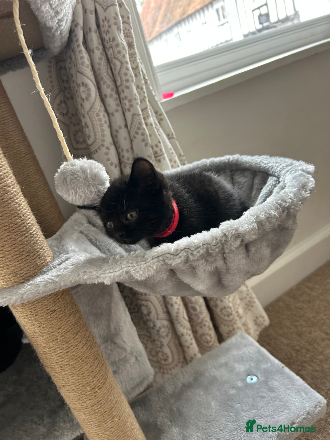 Mixed Breed cats for sale: Kitten British blue x pure black Tom cat - Image 3