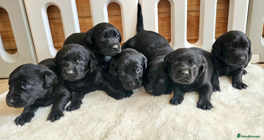 Labrador Retriever dogs for sale: 7 STUNNING BLACK LABRADOR PUPPIES - Image 1
