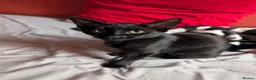 Mixed Breed cats for sale: Lovely, healthy, playful kittens - Advert 3