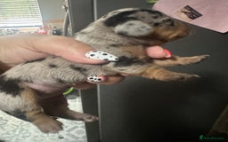 Miniature Dachshund dogs for sale: Mini Dachshund  - Image 6