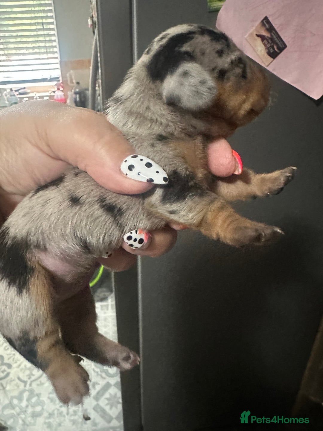 Miniature Dachshund dogs for sale: Mini Dachshund  - Image 6