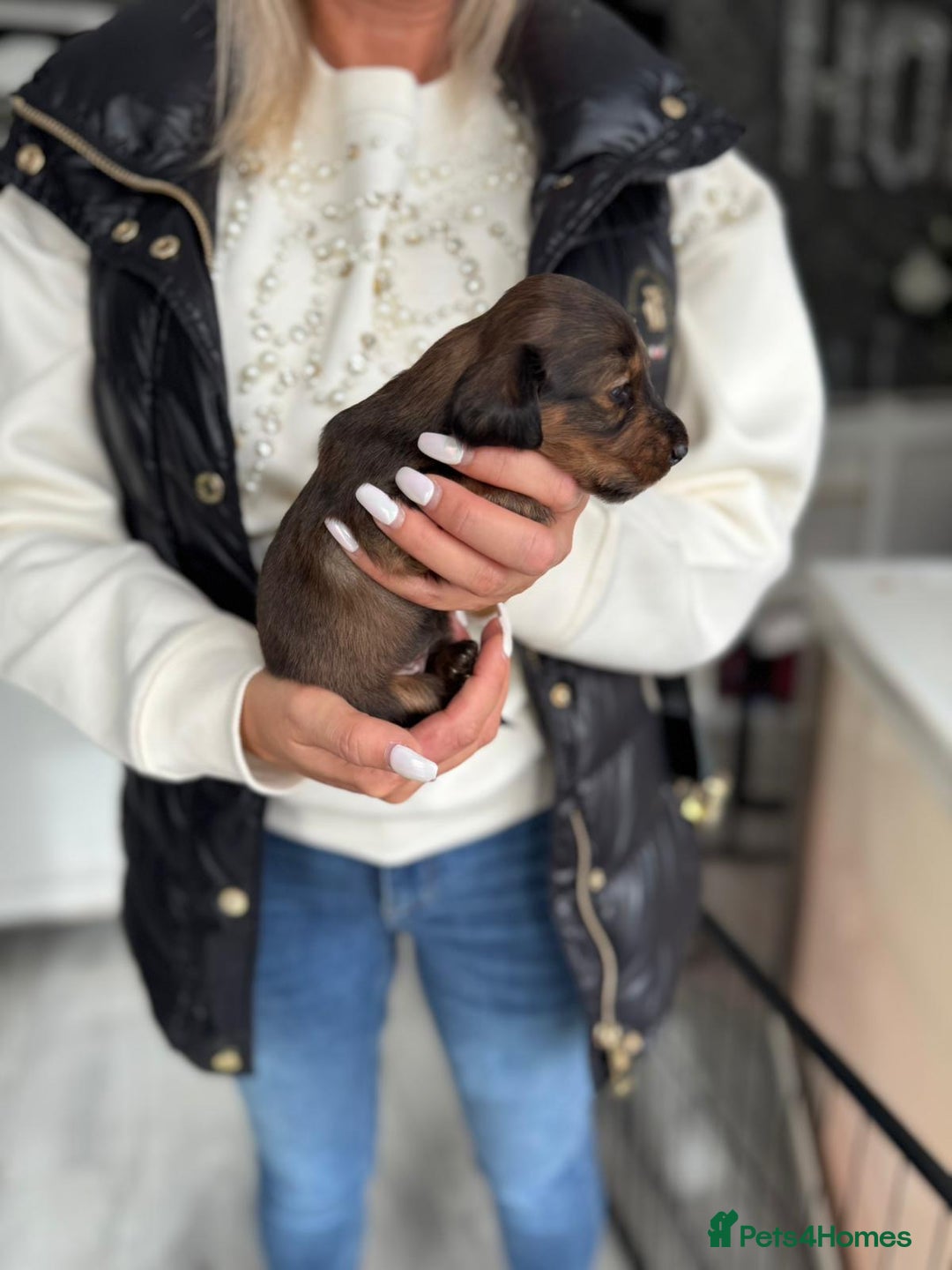 Miniature Dachshund dogs for sale: Miniature long-haired dachshunds - Image 18