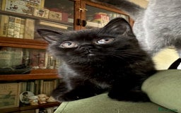 British Shorthair cats for sale: 2 Gorgeous British Shorthaired Kittens Available - Image 4