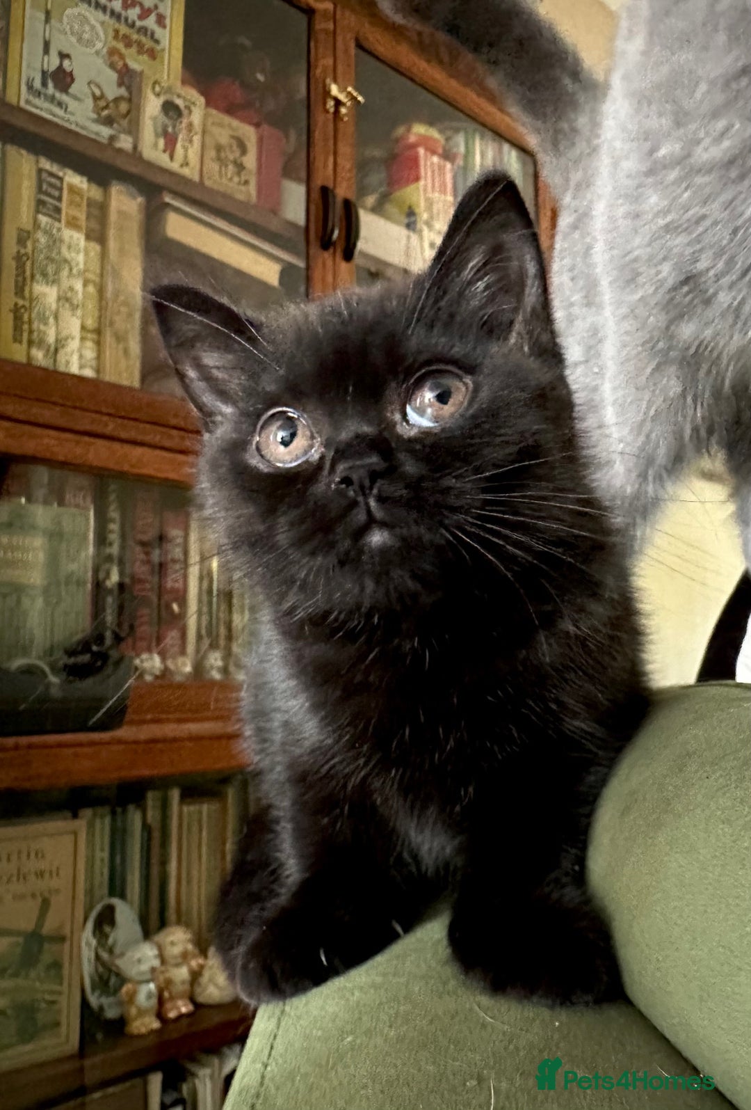 British Shorthair cats for sale: 2 Gorgeous British Shorthaired Kittens Available - Image 4