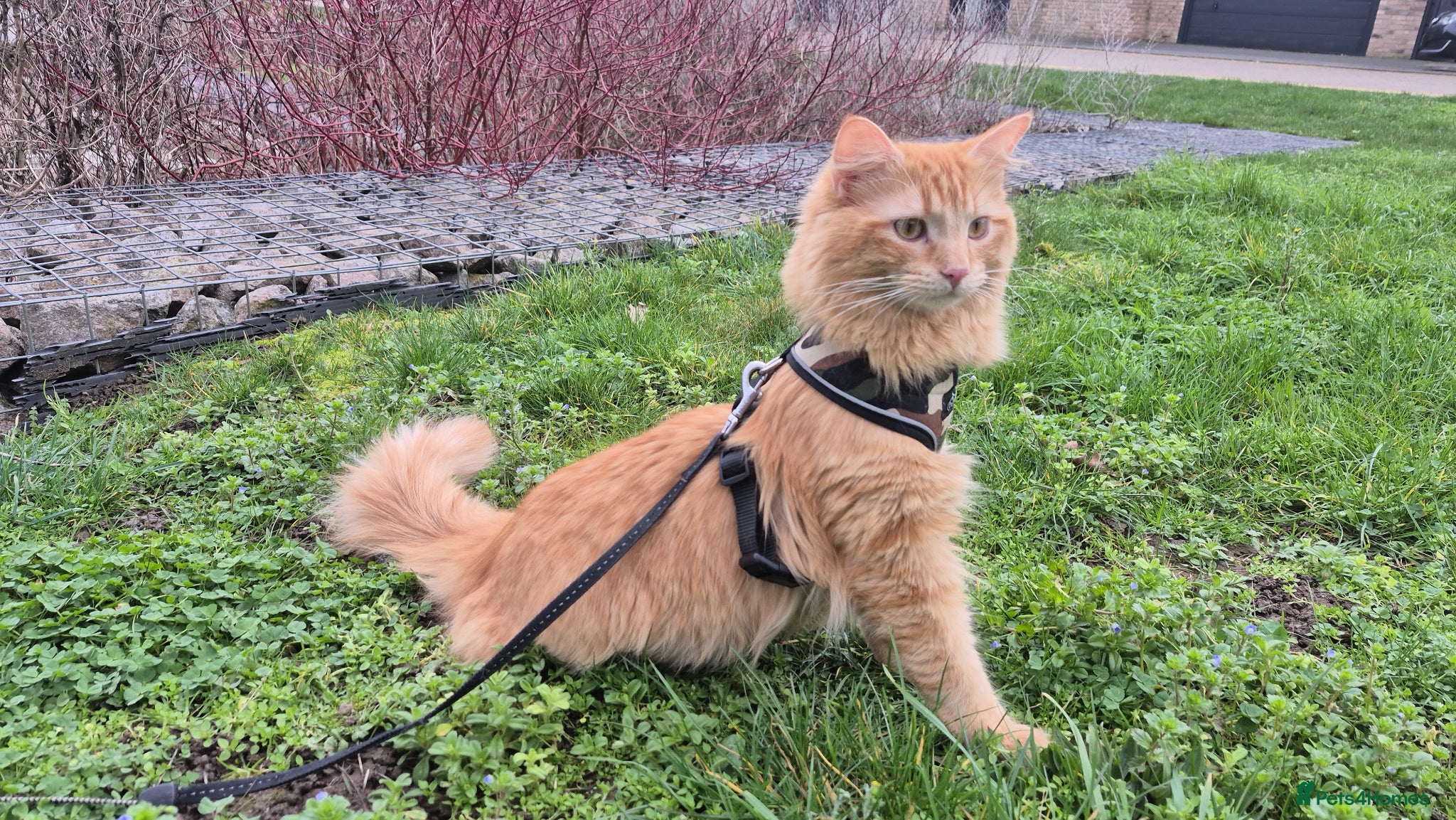 Maine Coon cats for sale: Simba - Advert 1