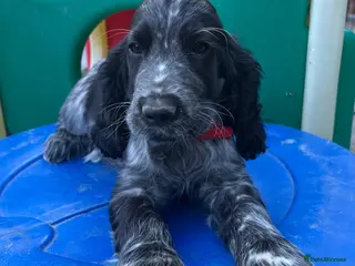Cocker Spaniel dogs Show type cocker spaniel puppies - Advert 1