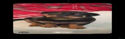 Rottweiler dogs for sale: A litter of 6 healthy Rottweiler puppies  - Advert 5