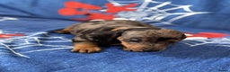 Miniature Dachshund dogs for sale: Miniature dachshund  - Advert 3