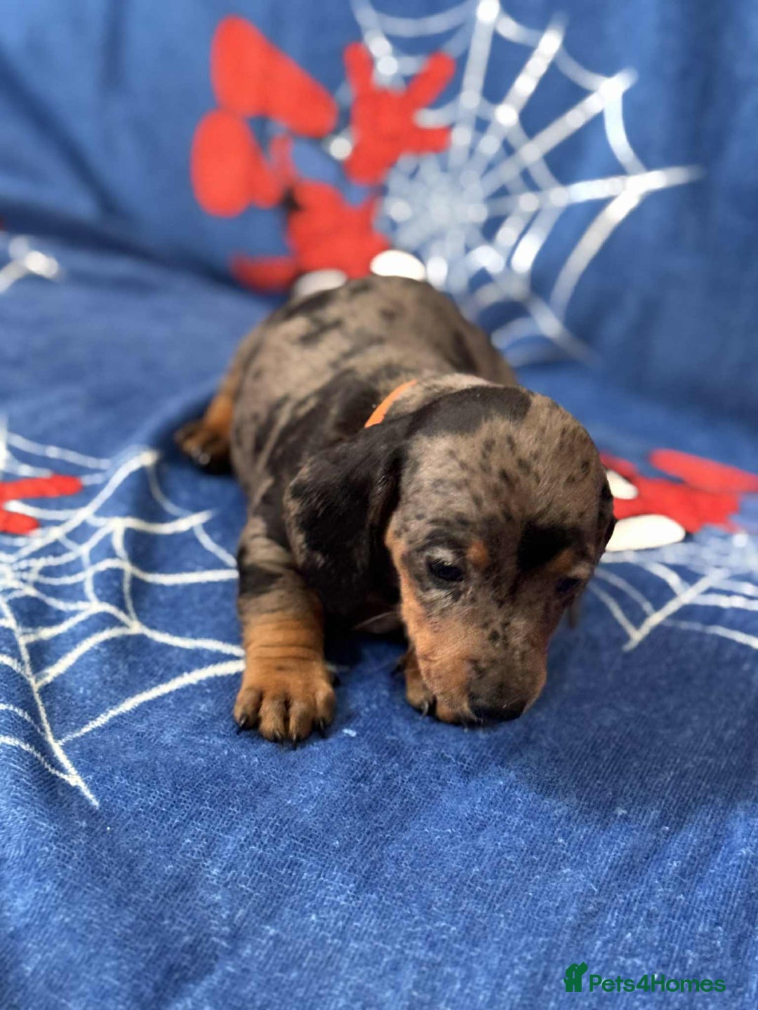 Miniature Dachshund dogs for sale: Miniature dachshund  - Advert 3