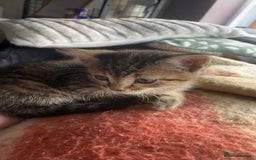 Bengal cats for sale: beautiful bengal kitten  - Image 28