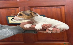 Jack Russell dogs for sale: Jack Russell short legged puppies  - Advert 15