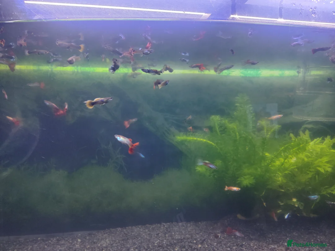 Tetras fish for sale: Guppys for sale  - Advert 2