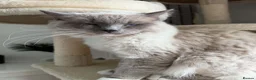 Ragdoll cats for sale: Ragdolls in Leven - Advert 3