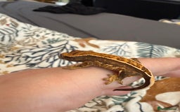 Gecko reptiles for sale: High End Various Crested Geckos for Sale - Advert 6
