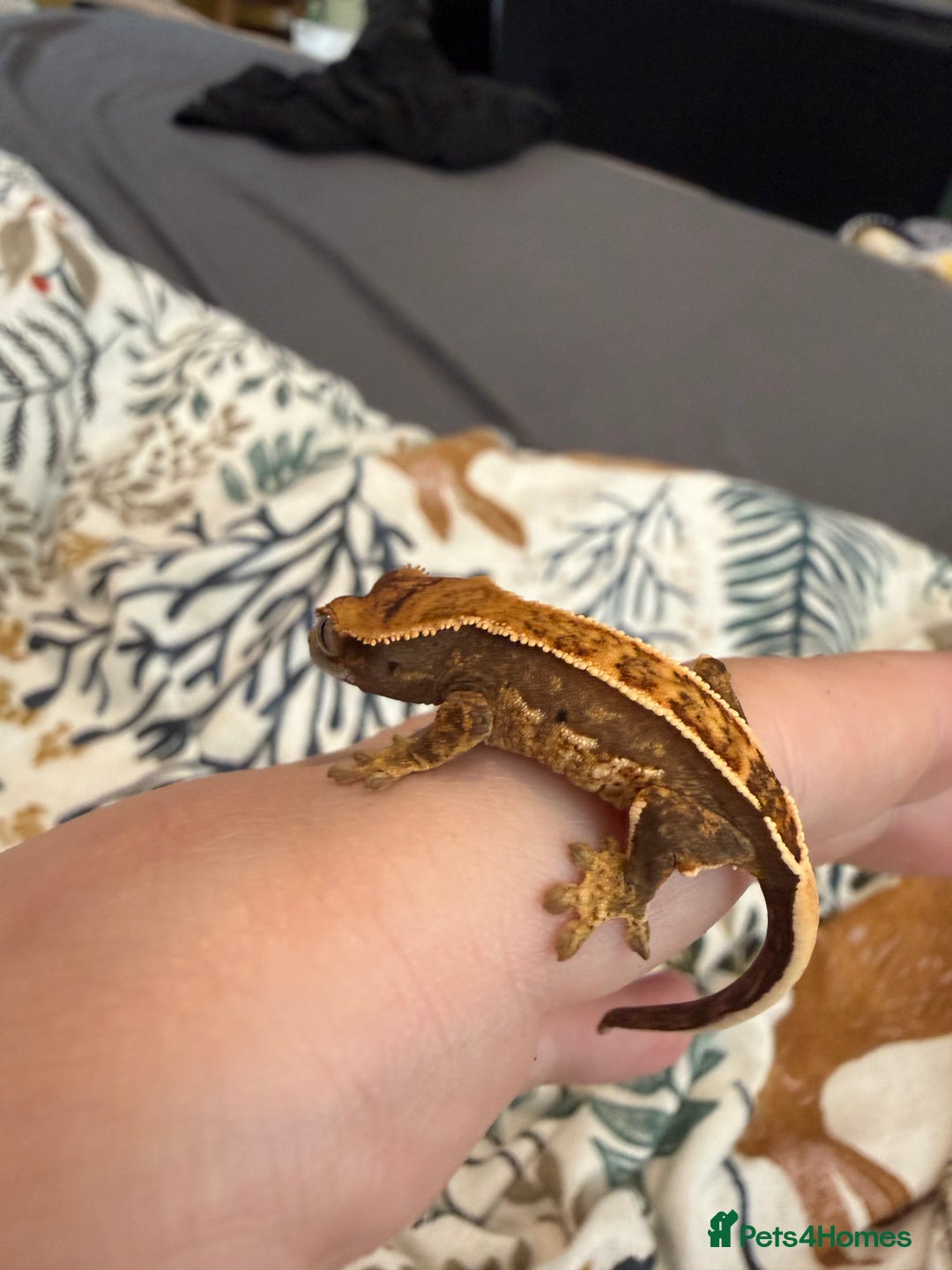 Gecko reptiles for sale: High End Various Crested Geckos for Sale - Advert 6