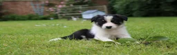 Border Collie dogs for sale: Black/ White & Tan Health Tested - Advert 12