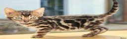 Bengal cats for sale: 3 TICA BENGAL BOYS – BROWN ROSETTED MALES – £850 - Advert 10