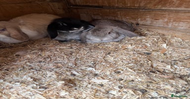 Mini Lop rabbits - Advert 2