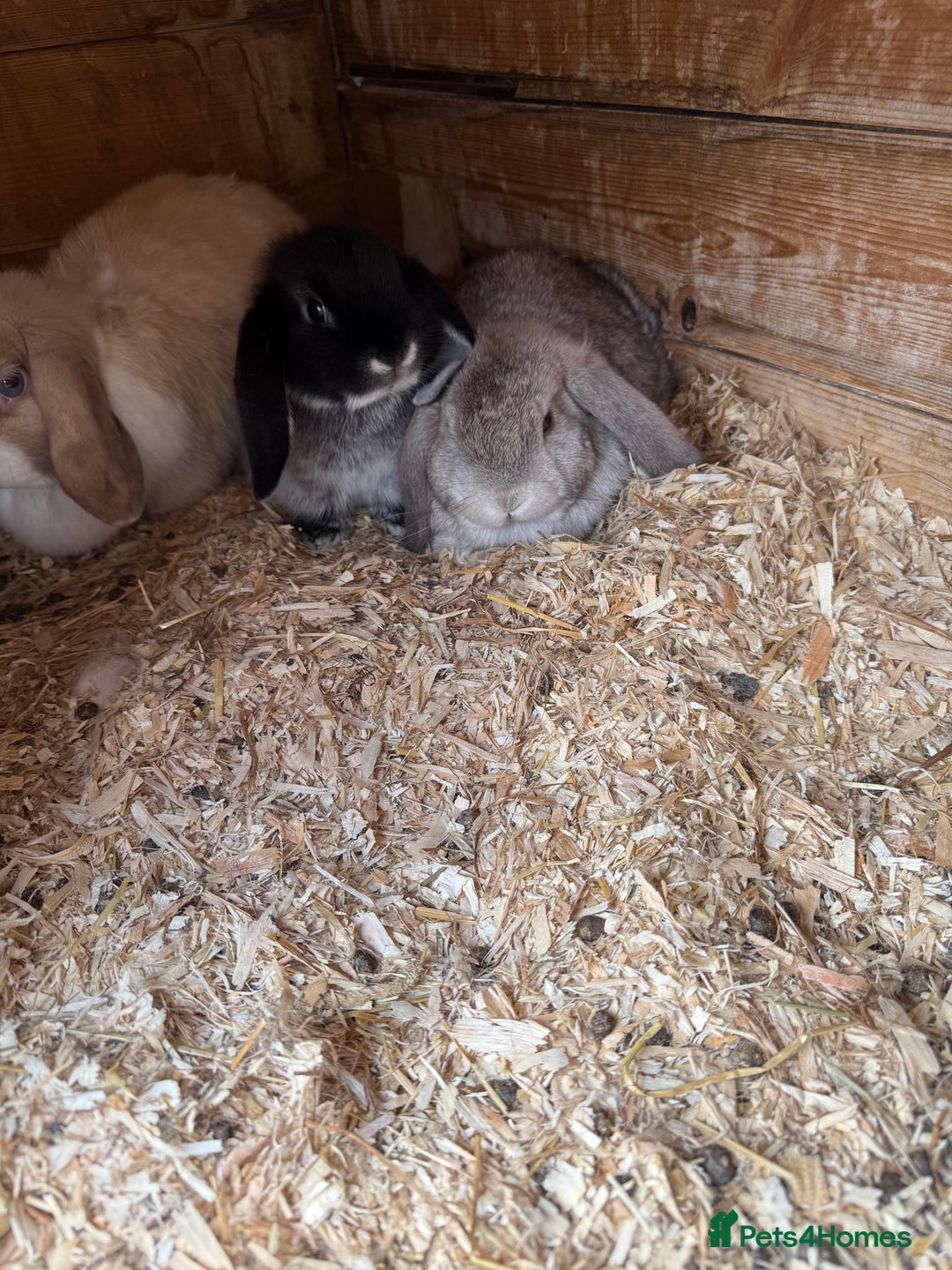 Mini Lop rabbits for sale: Mini lop - Image 2
