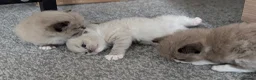 Ragdoll cats for sale: Ragdoll kittens- 1 boy 1 girl available  in Preston - Advert 3