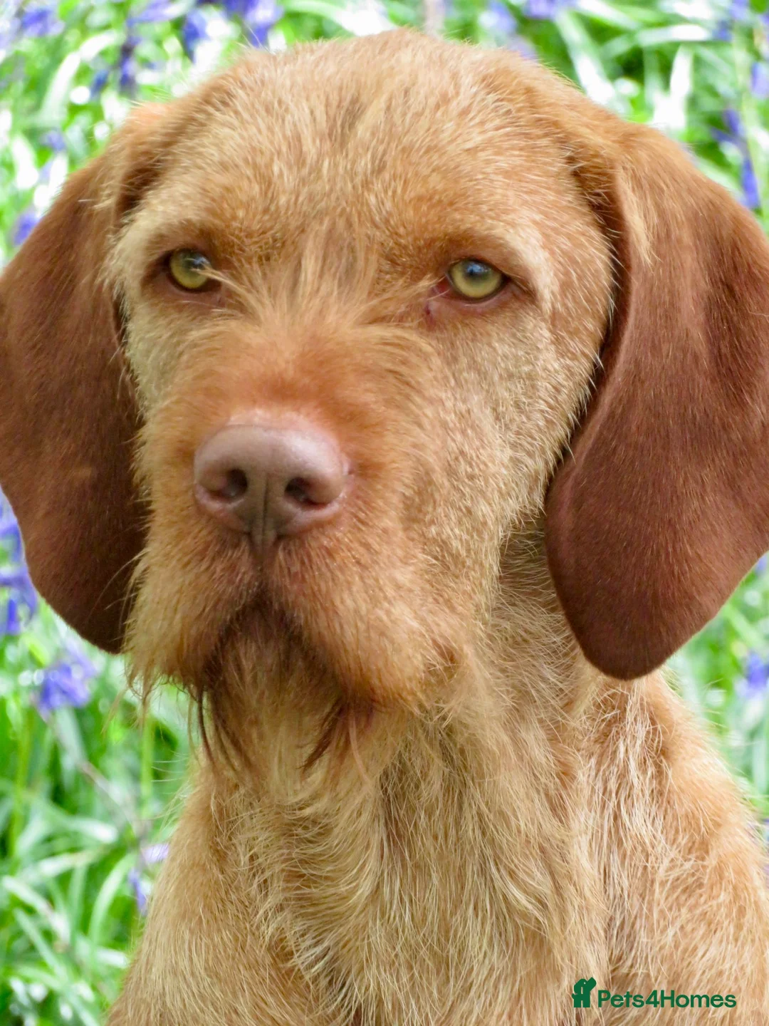 Hungarian Vizsla dogs for stud: At stud Coudy - Advert 2