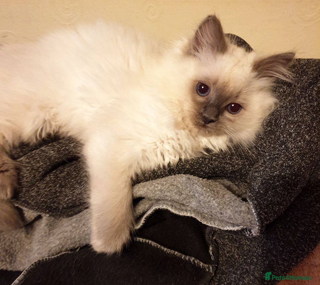 Ragdoll cats for sale: Stunning Adult Ragdoll and Kittens available!  - Image 21