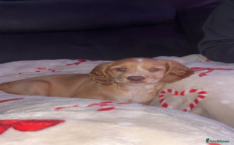 Cockapoo dogs Cockapoo Open to offers - Advert 1