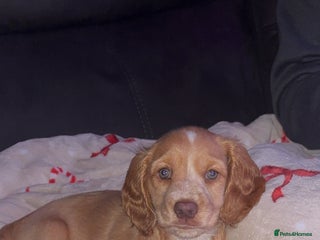 Cockapoo dogs Cockapoo Open to offers - Advert 1