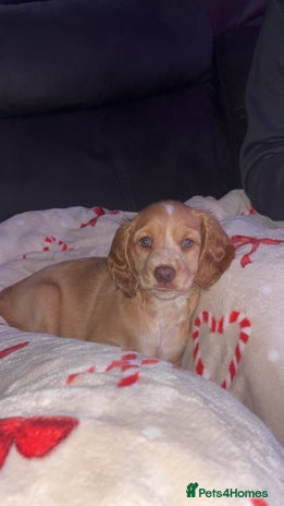 Cockapoo dogs Cockapoo Open to offers - Advert 3