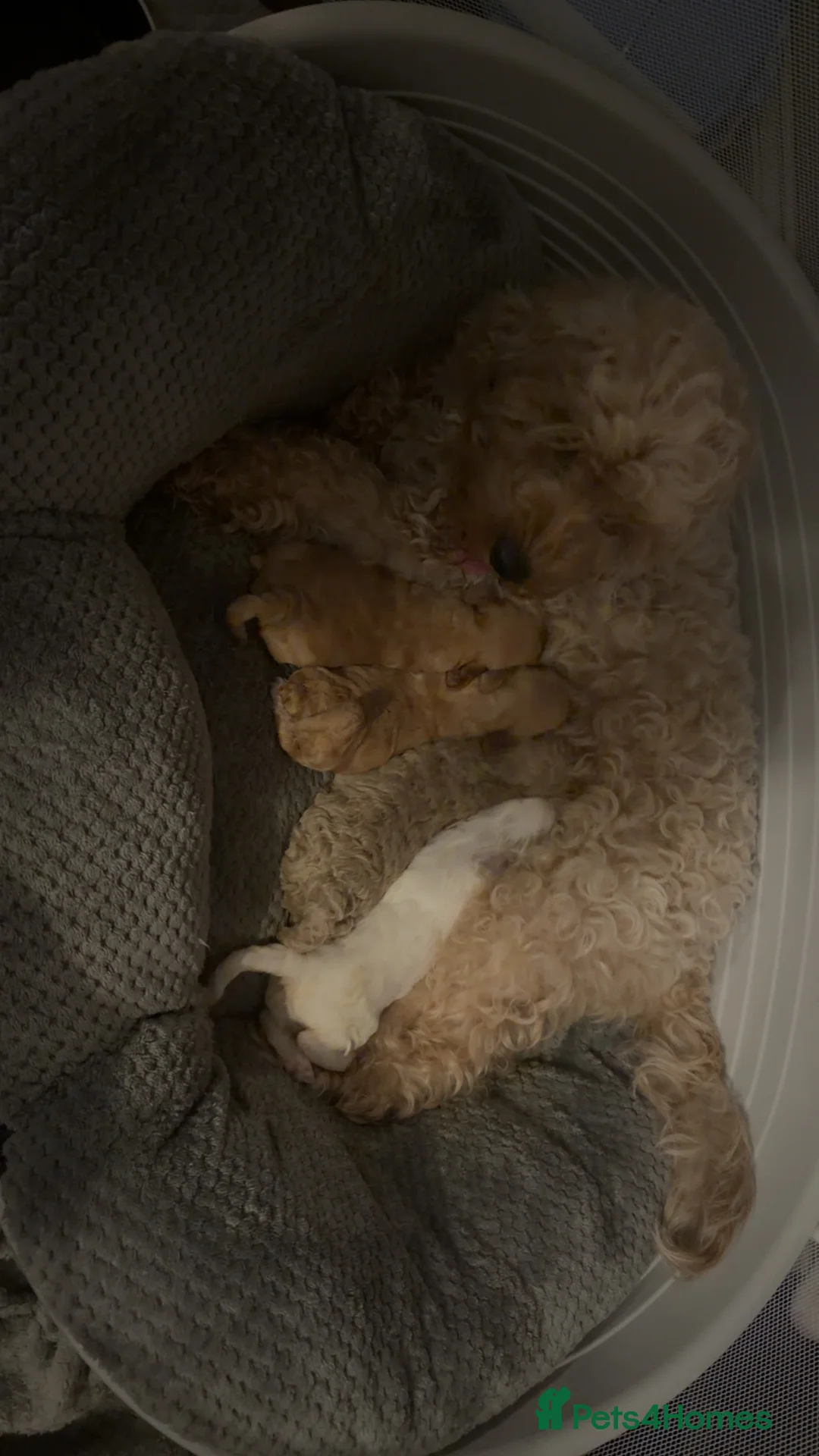 Cavapoochon dogs for sale: Beautiful cavapoochon puppies  - Advert 1