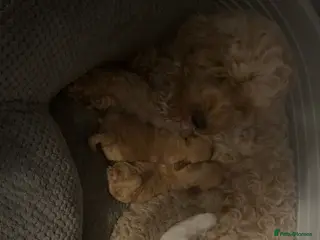 Cavapoochon dogs Beautiful cavapoochon puppies - Advert 1