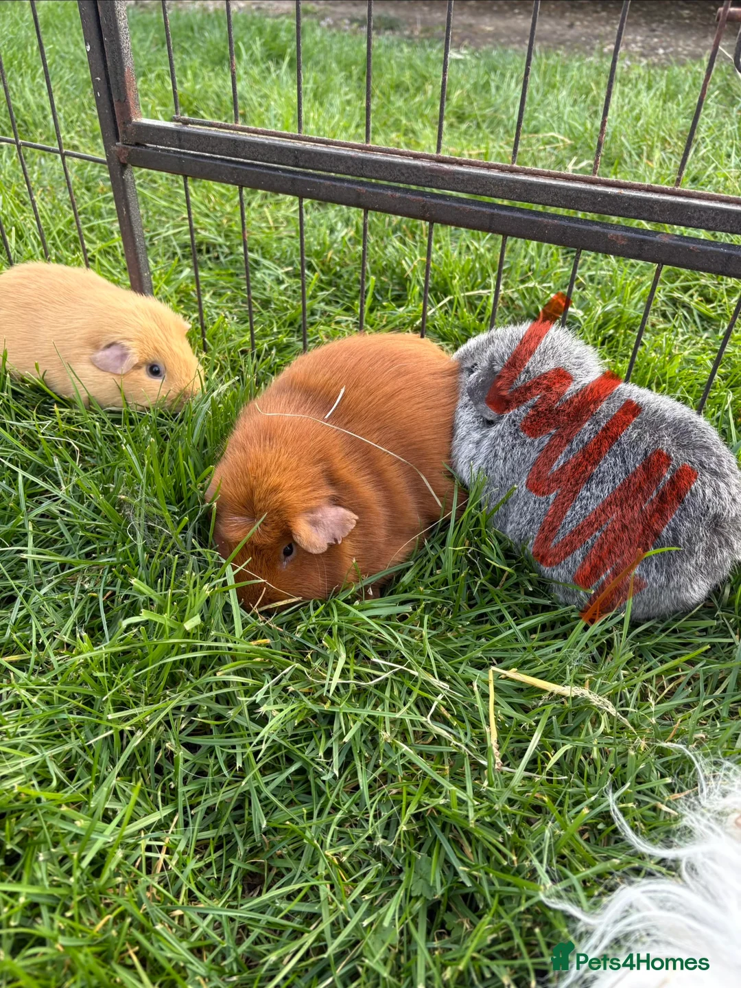 Guinea Pig rodents for sale: Adult male guinea pigs - Advert 2
