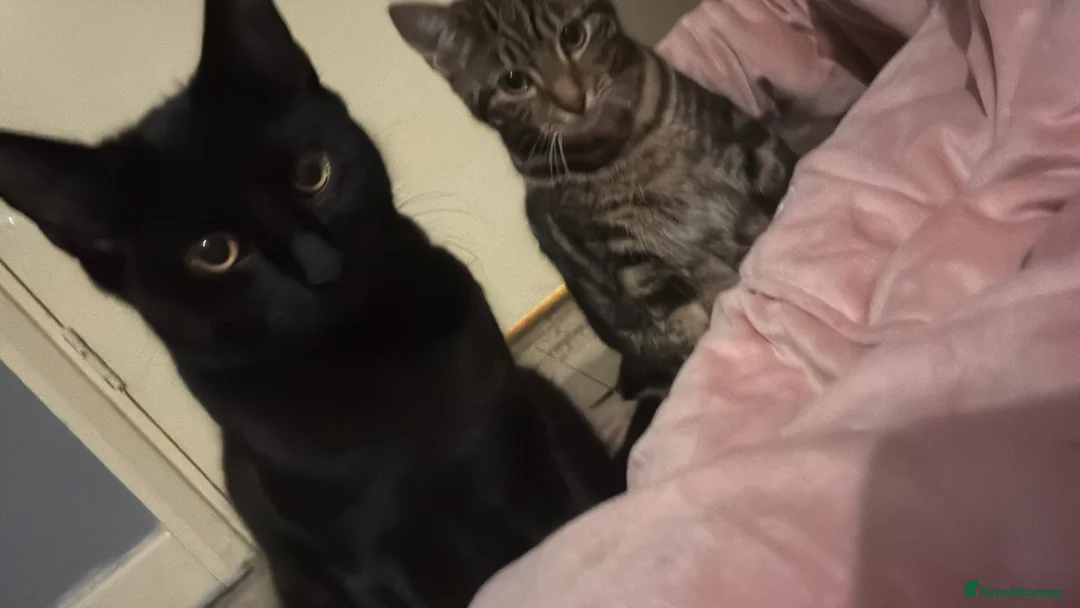 Mixed Breed cats for sale: Two kittens in Derby - Advert 1