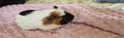 Guinea Pig rodents for sale: Beautiful female guinea pigs - Advert 11